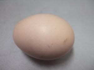 ウコッケイの生卵
